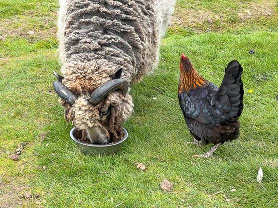 Shetland sheep and hen