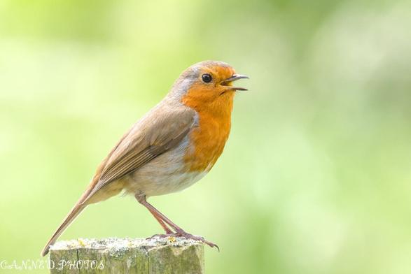A robin perched on a wooden post, showcasing its vibrant red breast against a natural background.