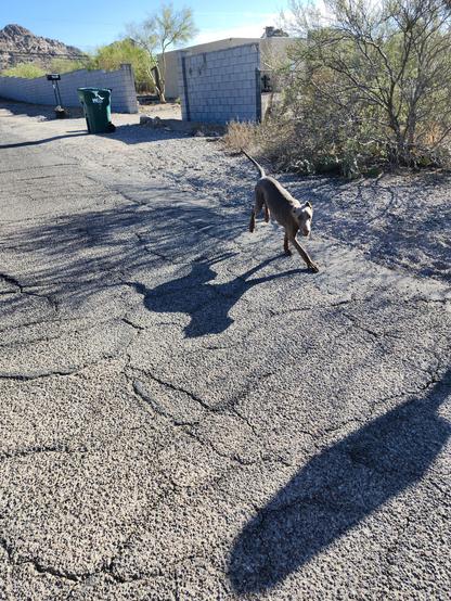 An approx 9 month old weimeraner/doberman mix puppy is romping/gallumphing towards us out of his ungated yard.