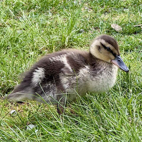 A yellow & brown duckling sitting in green grass