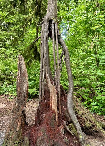 A Western Redcedar stump acting as a nurse tree supporting a new tree. Lush green forest in the background.