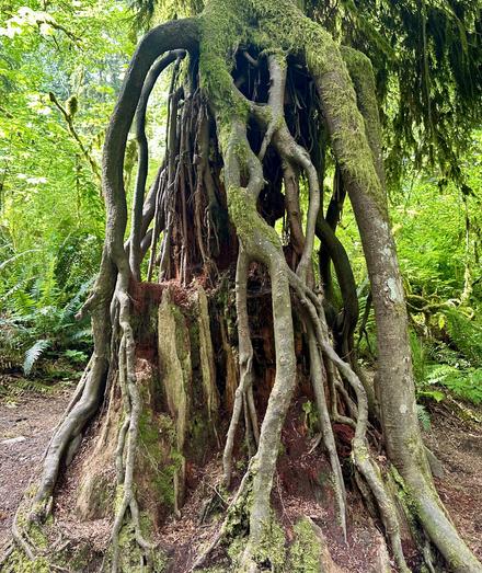 A Western Redcedar stump acting as a nurse tree supporting a new tree. Lush green forest in the background.