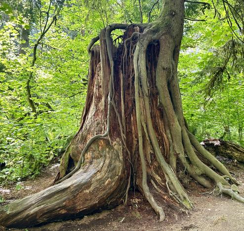 A Western Redcedar stump acting as a nurse tree supporting a new tree. Lush green forest in the background.