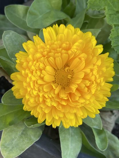 A bright yellow calendula flower has opened fully, surrounded by its green leaves.