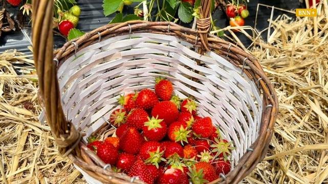 Badische Bauern verlangen Mindestgebühr fürs Selbstpflücken