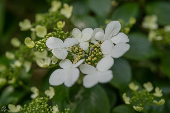Viburnum plicatum. The flower of a small tree. In the foreqground a corymb of fertile flowers (tiny and cream coloured) surrounded by infertile flowers, much larger with four asymmetrical white petals. In the background, more flowers in bud, and leaves.