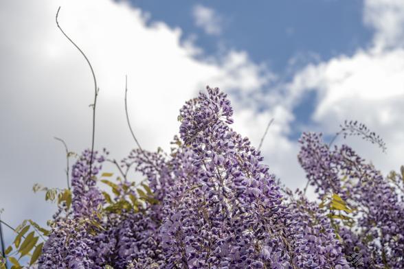 Wisteria cultivar. Looking up at the arbour, the background is blue sky and white cloud. The wisteria is hanging down towards us in long racemes of small purple flowers. A couple of inquisitive tendrils are reaching out into the sky.