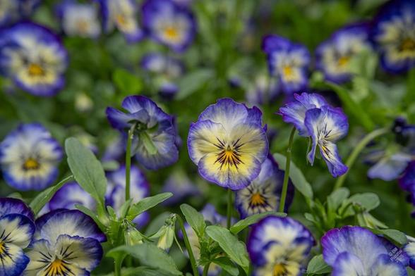 Viola cultivar, pansy. I don't know the name but I thought it sweet. We're looking one flower "in the face" and there are many others around and in the background. The flower is more or less round, with electric blue-violet edges, then a zone of creamy white shading into creamy yellow and a deepo yellow throat with black rays emanating from the center.