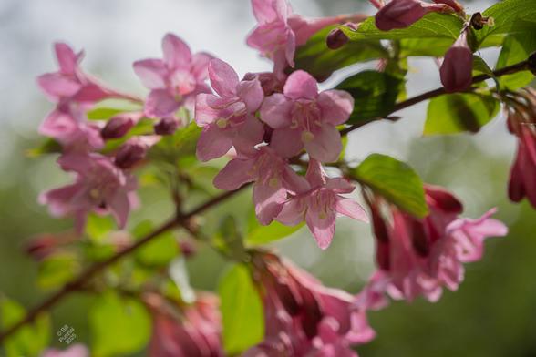 Weigela florida, old-fashioned weigela. A branch cuts diagonally across the frame, growing from it, many pink tube-and-corolla flowers with prominent white stamens and pistil, and a few new green leaves.