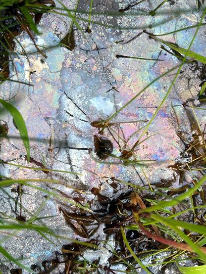 Closeup of a small puddle surrounded by blades of grass. The surface of the puddle is covered by an iridescent sheen in irregular pastel rainbow colors.