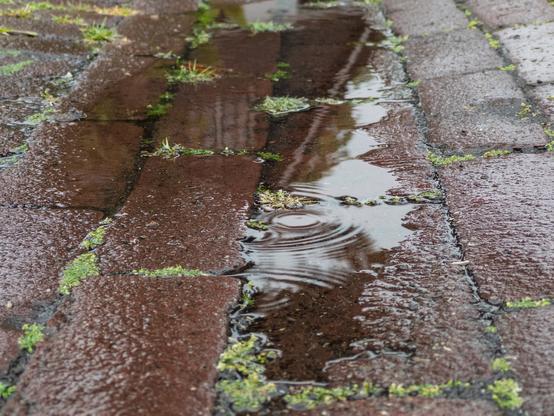 A close-up of a wet brick pathway with patches of green moss and a puddle reflecting ripples.