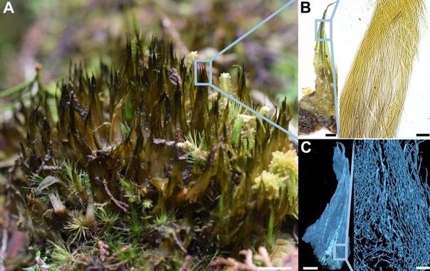 photo of the newly described lifeform that resembles a dark green spiky lichen growing out of a patch of moss