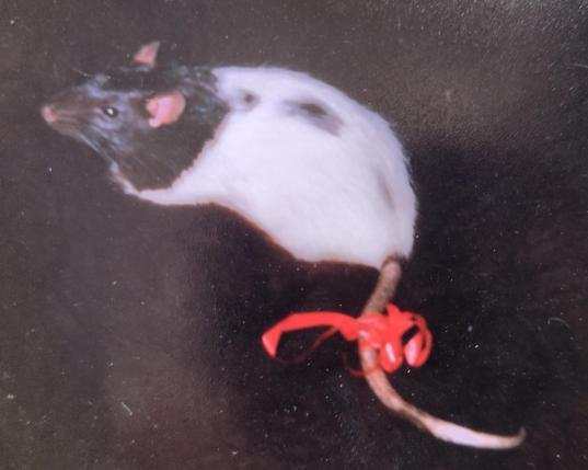Black hooded mismarked rat doe lounging on a black fabtic, with a red ribbon on her tail.