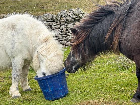 Two Shetland ponies