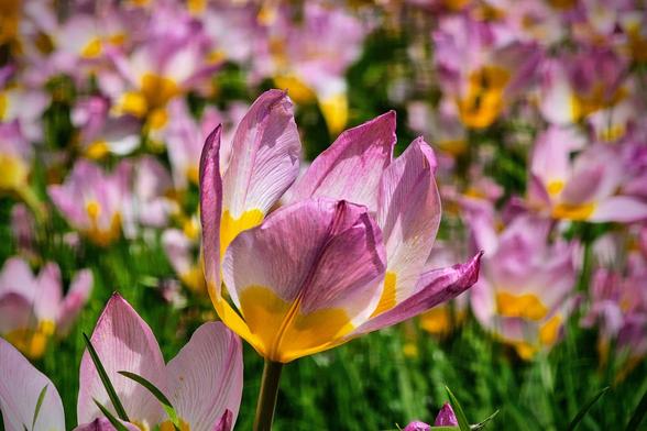 A close-up shot of a single pink and yellow tulip, with many more similar tulips blurred in the background, set against a green, grassy field.