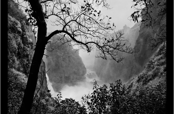 Prominent tree in black and white in front of the waterfall, in the background hills and plants and a shore