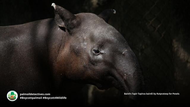 Weighing up to 300kg and 2 metres in length the Baird's Tapir is a gentle giant #ungulate of #Guatemala 🇬🇹#Mexico 🇲🇽 #Colombia 🇨🇴 #Palmoil #deforestation and #hunting are threats. Help them to survive, be #vegan and #Boycottpalmoil 🌴🪔⛔️ @palmoildetect.bsky.social https://palmoildetectives.com/2021/06/26/bairds-tapir-tapirus-bairdii/?utm_source=mastodon&utm_medium=Palm+Oil+Detectives&utm_campaign=publer