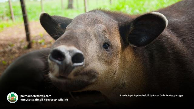 Weighing up to 300kg and 2 metres in length the Baird's Tapir is a gentle giant #ungulate of #Guatemala 🇬🇹#Mexico 🇲🇽 #Colombia 🇨🇴 #Palmoil #deforestation and #hunting are threats. Help them to survive, be #vegan and #Boycottpalmoil 🌴🪔⛔️ @palmoildetect.bsky.social https://palmoildetectives.com/2021/06/26/bairds-tapir-tapirus-bairdii/?utm_source=mastodon&utm_medium=Palm+Oil+Detectives&utm_campaign=publer
