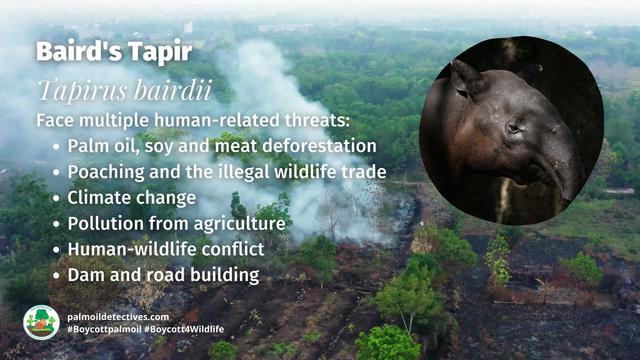 Weighing up to 300kg and 2 metres in length the Baird's Tapir is a gentle giant #ungulate of #Guatemala 🇬🇹#Mexico 🇲🇽 #Colombia 🇨🇴 #Palmoil #deforestation and #hunting are threats. Help them to survive, be #vegan and #Boycottpalmoil 🌴🪔⛔️ @palmoildetect.bsky.social https://palmoildetectives.com/2021/06/26/bairds-tapir-tapirus-bairdii/?utm_source=mastodon&utm_medium=Palm+Oil+Detectives&utm_campaign=publer