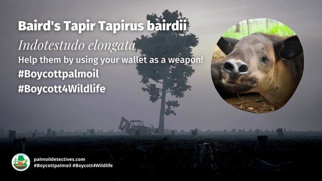 Weighing up to 300kg and 2 metres in length the Baird's Tapir is a gentle giant #ungulate of #Guatemala 🇬🇹#Mexico 🇲🇽 #Colombia 🇨🇴 #Palmoil #deforestation and #hunting are threats. Help them to survive, be #vegan and #Boycottpalmoil 🌴🪔⛔️ @palmoildetect.bsky.social https://palmoildetectives.com/2021/06/26/bairds-tapir-tapirus-bairdii/?utm_source=mastodon&utm_medium=Palm+Oil+Detectives&utm_campaign=publer