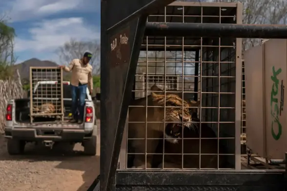 A lion sits in a cage.