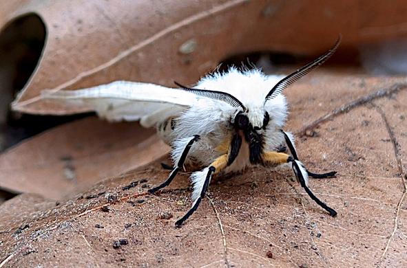 Papillon Écaille tigrée vue de face