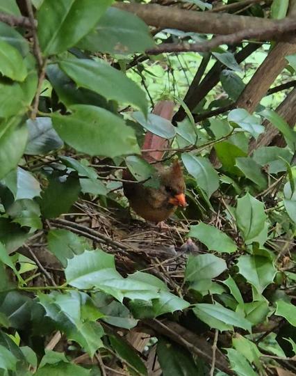An adult female cardinal lands at her nest in a holly tree holding food in her beak. Two baby birds sit in the nest, but you can only see the tops of their heads.