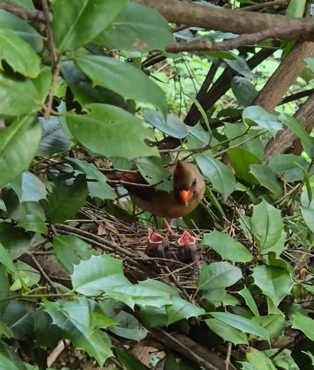 An adult female cardinal sits at her nest in a holly tree holding food in her beak and looking down toward the two baby birds in the nest. The baby birds tilt their heads up and open their mouths wide in anticipation of being fed.