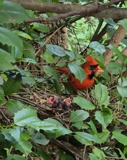 An adult male cardinal lands at the nest in a holly tree holding a large grub in his beak. The two baby birds in the nest tilt their heads up and open their mouths wide in anticipation of being fed.