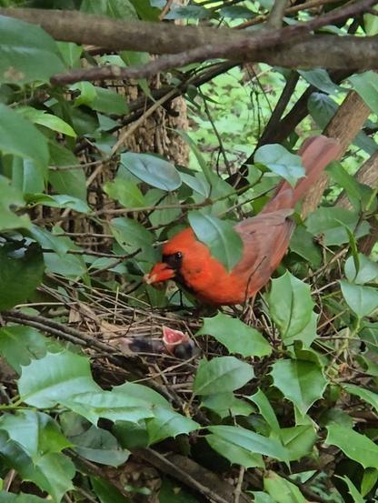An adult male cardinal sits at his nest in a holly tree holding food in his beak and looking down toward the two baby birds in the nest. The baby birds tilt their heads up and open their mouths wide in anticipation of being fed.