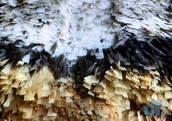 Close-up of the moth's scales
