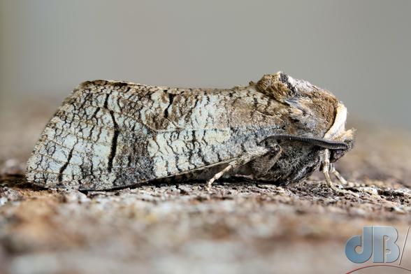 Goat Moth sideview