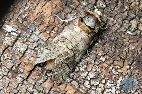 Goat Moth from above