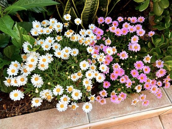 Daisies (Both white and pink colours) running wild in the terrace parterre, next to an ever growing mother-in-law's tongue in the back, a giant jade plant on the right and a white hibiscus on the left side of the snap shot. Yeah, you could say that, a bit of a small ecosystem in the household 👌🏻😍