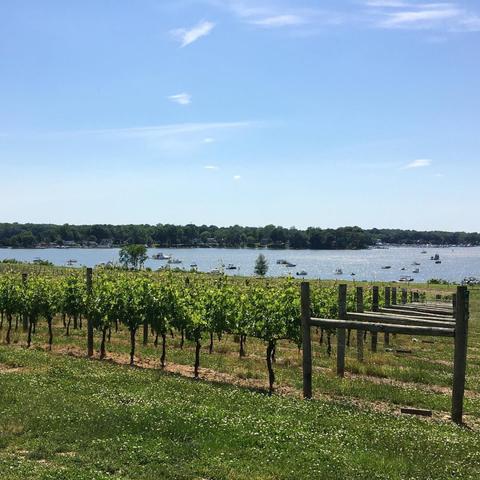 Green grass leads up to some eight rows of grape vines, mounted and growing upright from the ground.  In the distance is a sparkling blue body of water hosting multiple boats.  In the far distance on the other side of the water is a long, green treeline.  The upper half of the picture is taken up by a light blue sky with wisps of clouds here and there.