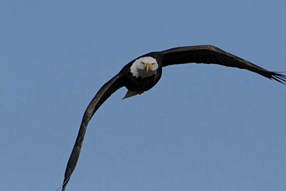 Bald eagle in flight- flying towards me.
