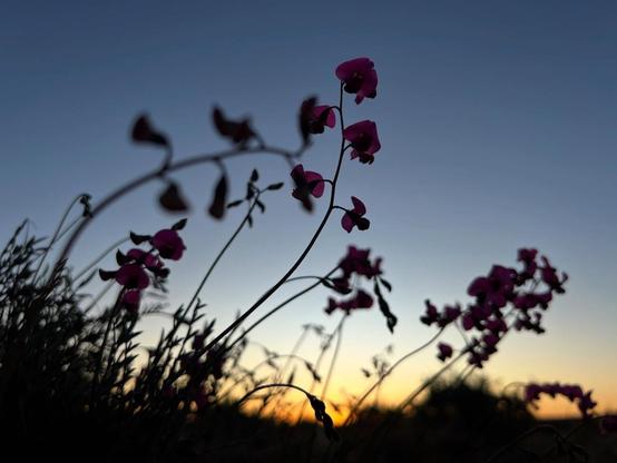 Local flora at sunset