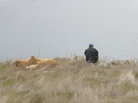 An elderly man sits on the ground in long grass looking out over a large lake. Three sheep are grazing to his left.