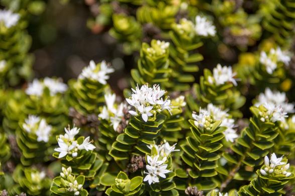 A small bush of flower-topped succulents