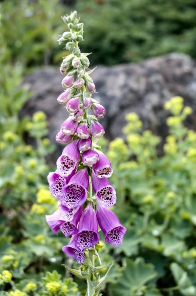 Foxglove in brief sunshine