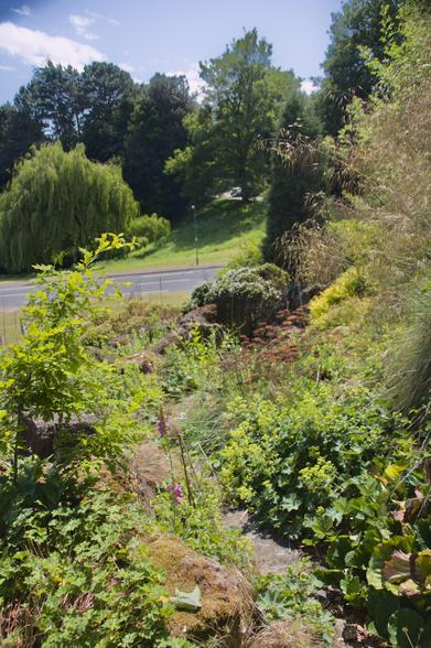 A rocky path through flowering shrubs
