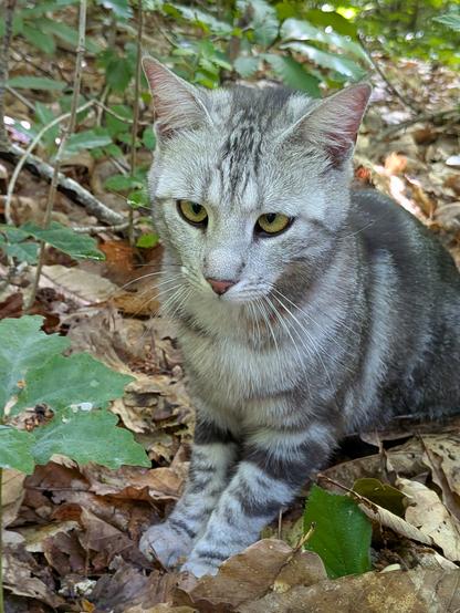 La grise en forêt qui surveille sa cocker, prête à donner sa vie pour la défendre
