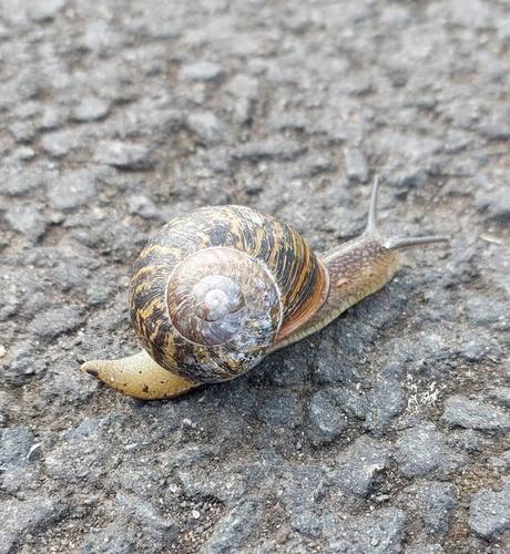 A lovely big brown and dark brown snail on the pavement.