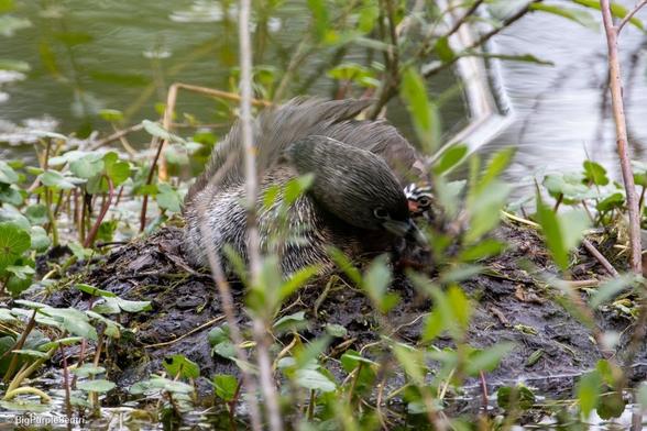 Mother pied-billed grebe sitting in the nest. A head of a striped baby bird can be seen behind the mother's beak.