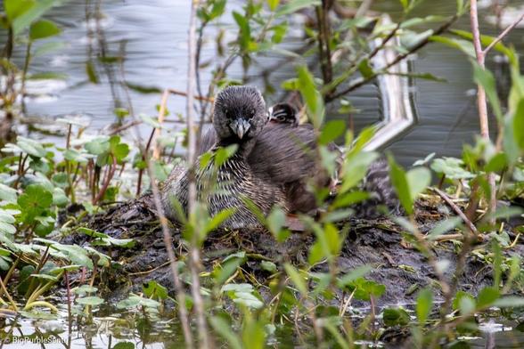 Mother pied-billed grebe sitting in the nest, looking at the viewer. A head of a striped baby bird can be seen behind the mother.