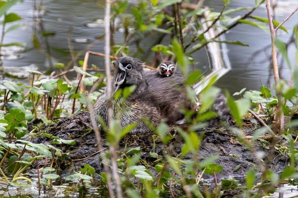 Mother pied-billed grebe sitting in the nest, yawning. A head of a striped baby bird can be seen on the back of the mother.