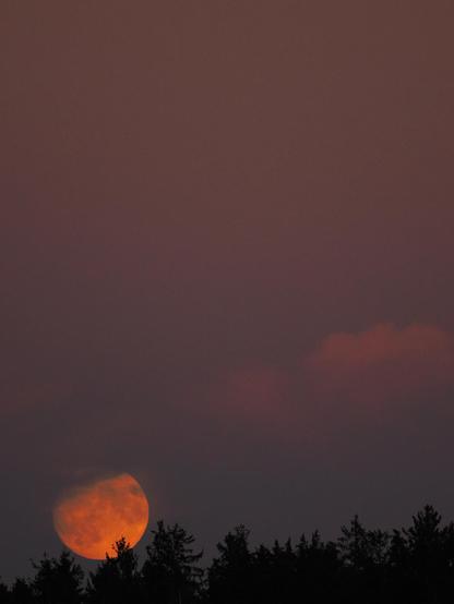 The moon rises behind a forest.