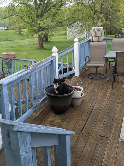 Photo of part of our back porch/yard. Gomez, our tuxedo cat is sitting in one of our large garden pots staring at us. Which may or may not have had catnip growing in it.