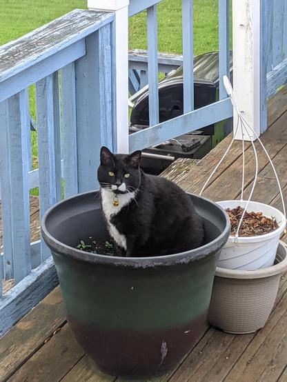 Slightly more zoomed in photo of part of our back porch/yard. Gomez, our tuxedo cat is sitting in one of our large garden pots staring at us. Which may or may not have had catnip growing in it.