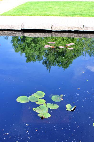 Round Lilypad leaves on the water surface of a reflection pool edged with a short stone wall next to a paver path. A rectangular green grass lawn is on the path. There are two sets of Lilypad leaves, one nearest the camera is green and the other across the pool is red. The water surface is reflecting  the top of a nearby tree and the blue sky.